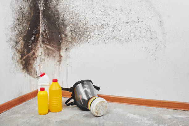 Best Black Mold Removal  in County Center, VA