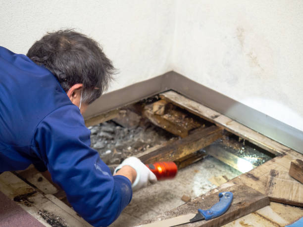 Best Emergency Mold Removal  in County Center, VA