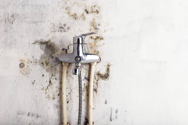 Best Best Mold Removal Companies  in County Center, VA