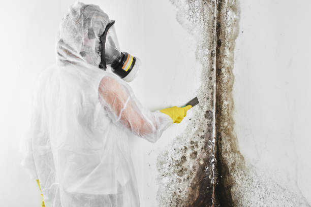 Best Local Mold Removal Service  in County Center, VA