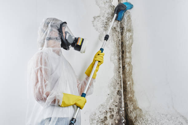 Best Mold Testing and Removal  in County Center, VA