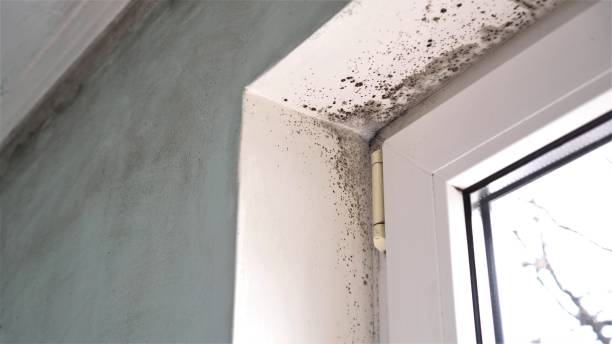 Best Attic Mold Removal  in County Center, VA