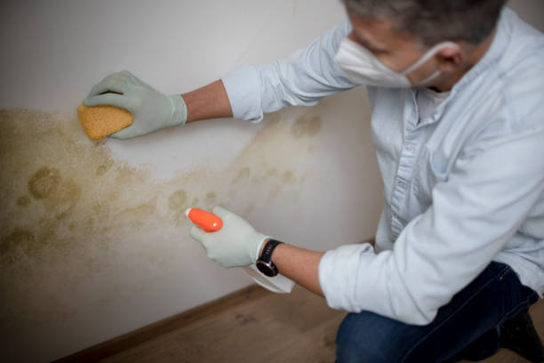 Best Mold Damage Repair  in County Center, VA