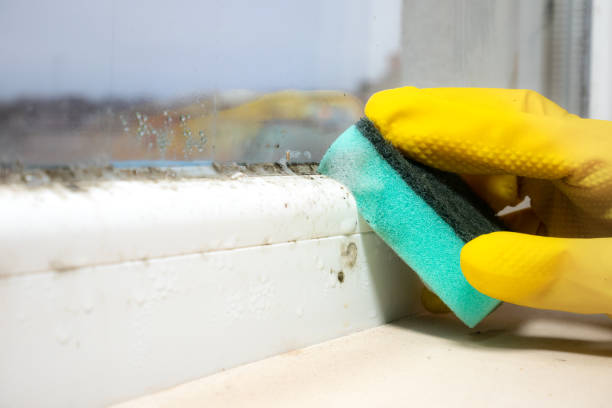 Best Professional Mold Removal  in County Center, VA