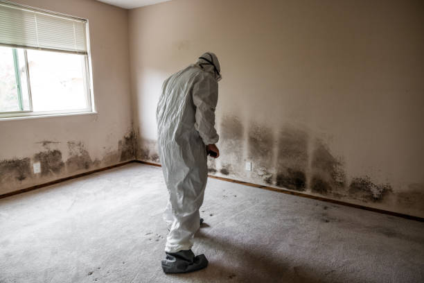 Best Mold Cleaning Services  in County Center, VA