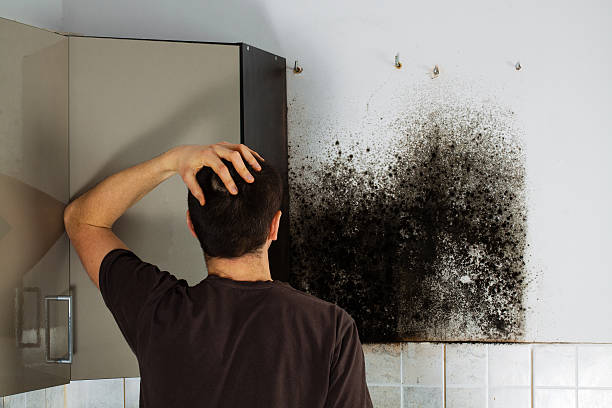 Reliable County Center, VA Mold Removal Solutions