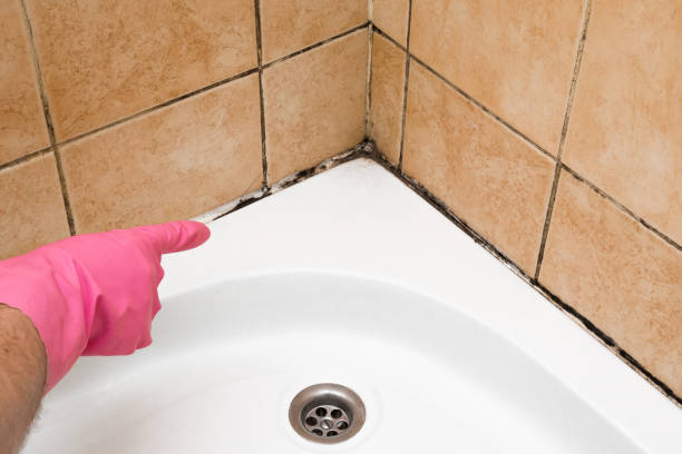 Best Home Mold Removal  in County Center, VA
