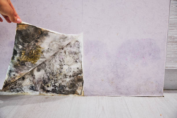 Best Residential Mold Removal  in County Center, VA